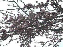 我が家の桜