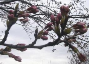 我が家の桜