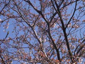 我が家の桜