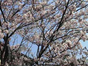 我が家の桜