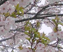 我が家の桜