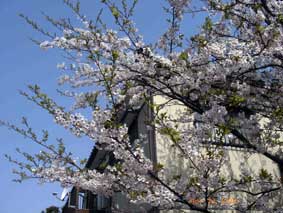 我が家の桜