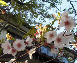 我が家の桜