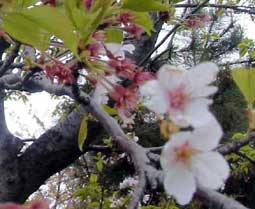 我が家の桜