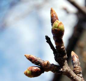 我が家の桜