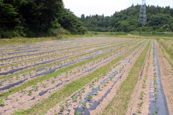 新潟茶豆・枝豆