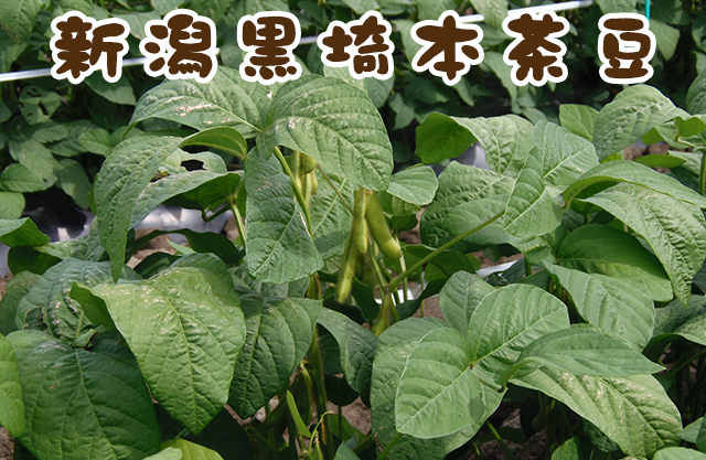 新潟黒埼(黒崎)本茶豆 1.5kg
