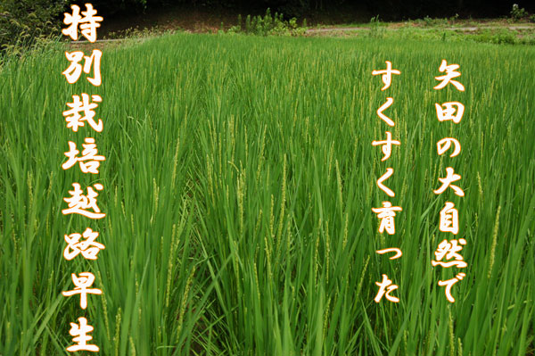�厩�R�������ς��̖�c�Y�@���ʍ͔|�z�H����