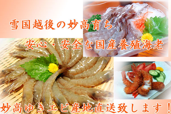 妙高ゆきえび産地直送致します。