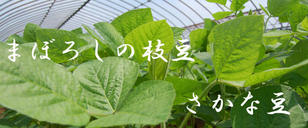 �܂ڂ낵�̎}���@�����ȓ�