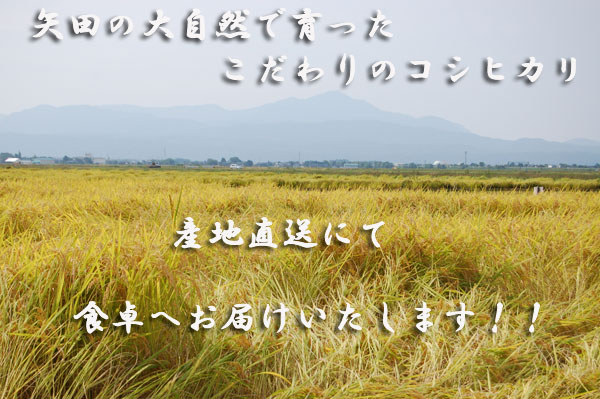 �厩�R�������ς��̖�c�Y�@���ʍ͔|�����Ђ���