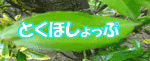 とくほショップ
