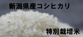 特別栽培米 新潟県産コシヒカリ