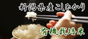 有機栽培米 新潟県産コシヒカリ