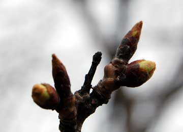 ２００６年３月２２日我が家の桜