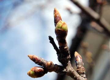 桜の蕾