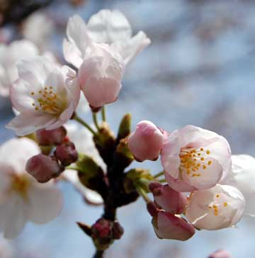 我が家の桜