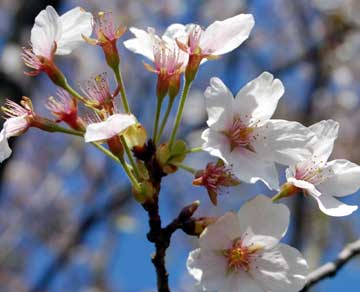 我が家の桜