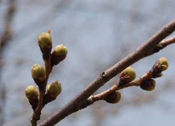 我が家の桜２００６年４月１日