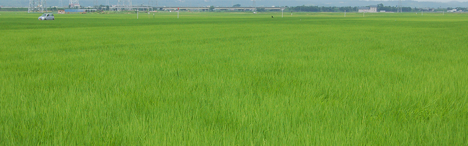 田植え